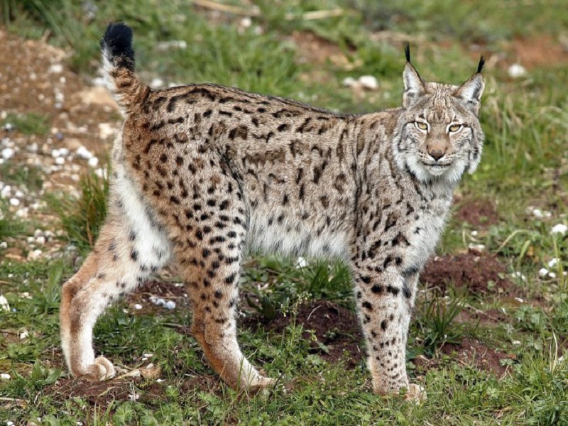 Eurasian lynx欧亚猞猁