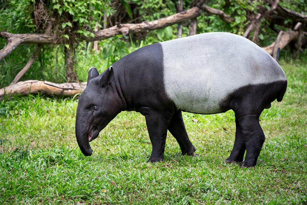 MalayanTapir马来貘