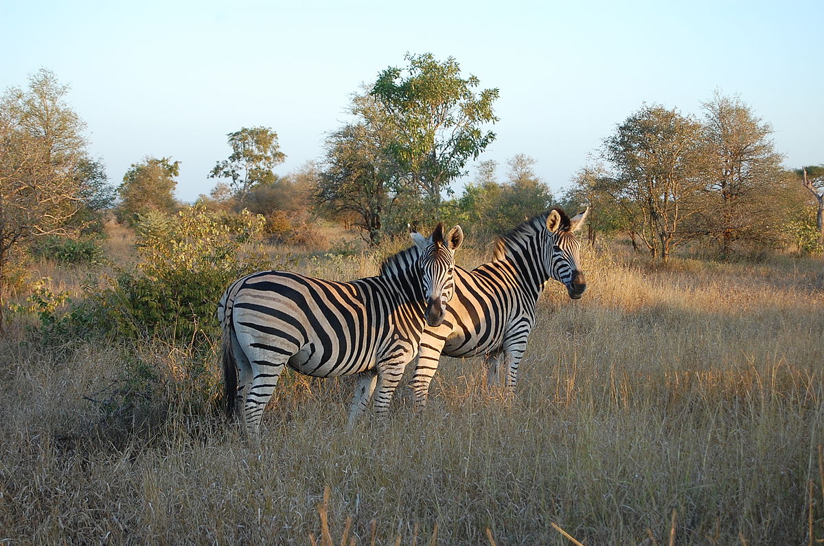 克鲁格公园（Kruger Park）