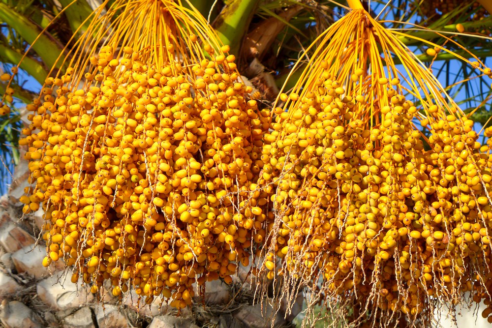 卡塔尔的枣椰树