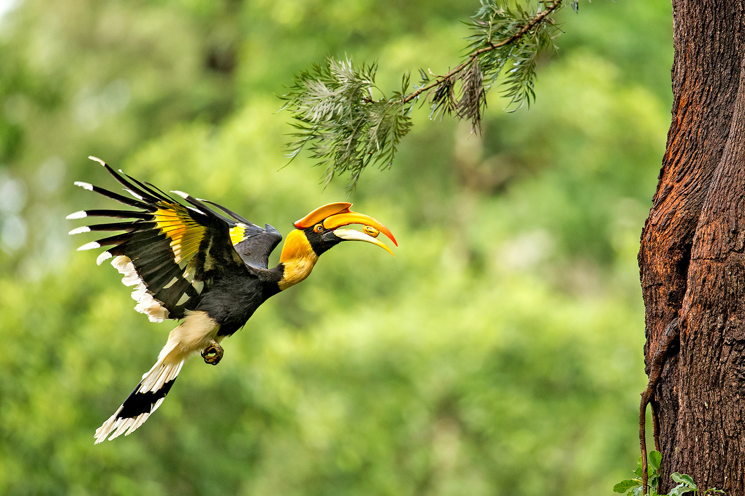 越南大犀鸟 Great Hornbill 