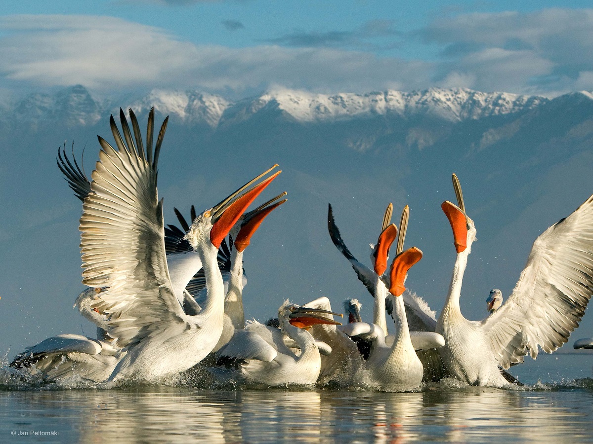 达尔马希亚鹈鹕（Dalmatian pelican）