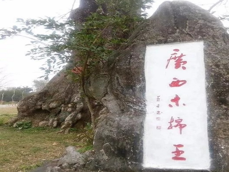 上林木棉王亲子游