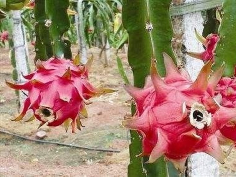 那贵坡樱花园亲子游
