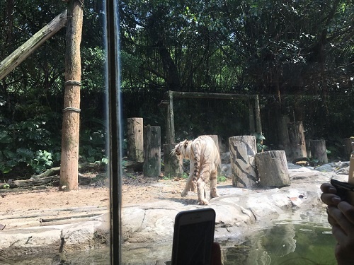 广州长隆乐园的白虎 广州亲子游学家庭旅游