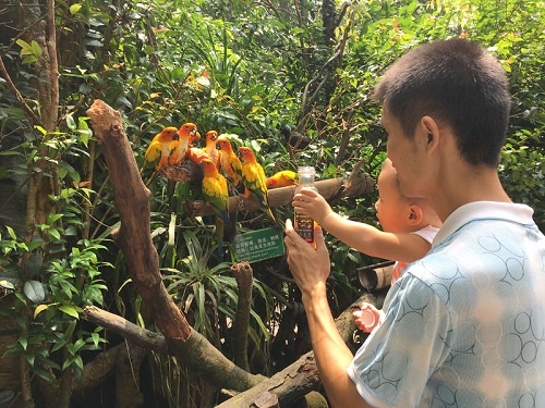 美丽的鹦鹉 广州长隆动物园亲子游学家庭旅游