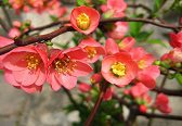 Chaenomeles speciosa health benefits Chinese herbs Chinese herbs Chaenomeles speciosa