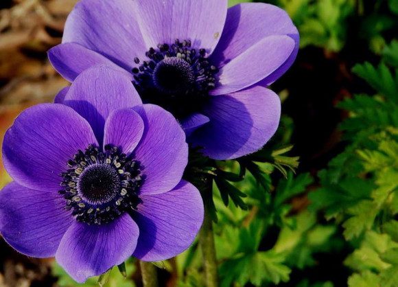 Chinese anemone health benefits Chinese anemone health benefits