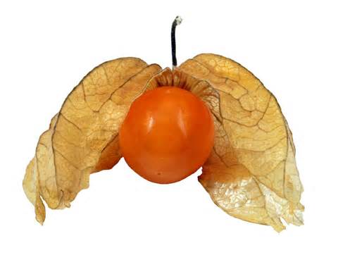 physalis health benefits Chinese food  health benefits physalis health benefits benefits nutrition facts Chinese food recipes;What to eat to keep healthy naturally.Healthy fruit