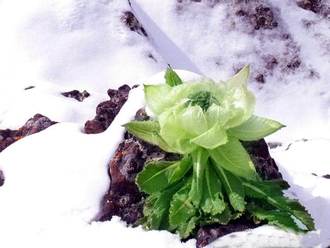 snow lotus health benefits snow lotus health benefits